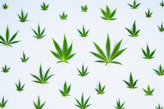 Marijuana cannabis leaf in the light