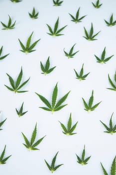 Cannabis leaf,marijuana isolated on white background