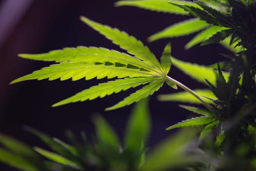 Close up view of green marijuana plant