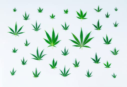 Cannabis leaf,marijuana isolated on white background
