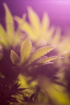 Green cannabis flowers, Weed medicine leaf, Marijuana