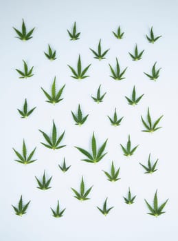 Cannabis leaf,marijuana isolated on white background