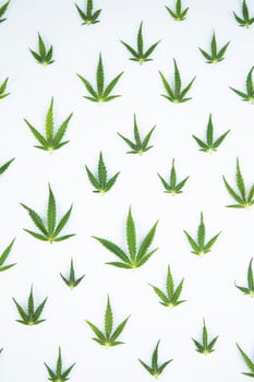 Cannabis leaf,marijuana isolated on white background