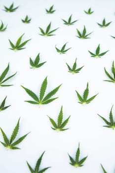 Cannabis leaf,marijuana isolated on white background