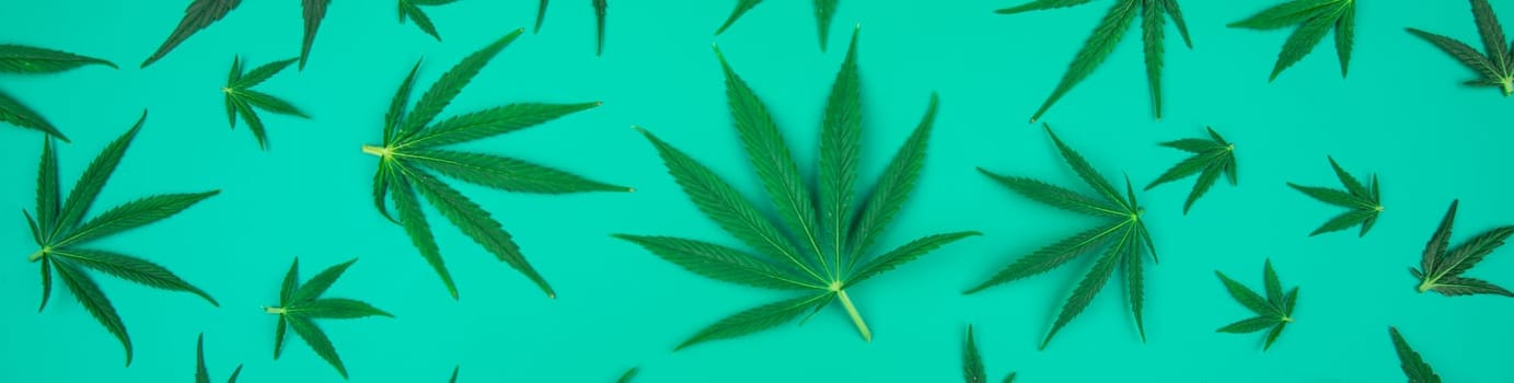 Cannabis leaves with marijuana, cbd, Flat lay composition