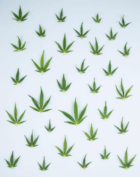 Cannabis leaf,marijuana isolated on white background