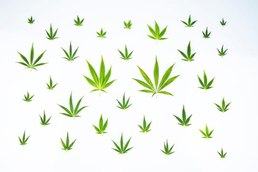 Cannabis leaf,marijuana isolated on white background