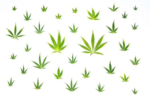 Cannabis leaf,marijuana isolated on white background