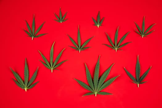 Flat lay composition, cbd, Cannabis leaves with marijuana
