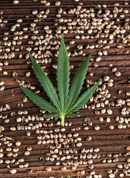 Cannabis leaf, medical marijuana concept