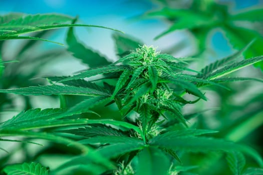 Close up view of green marijuana plant