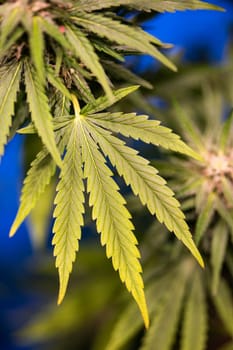Weed medicine leaf, Grow indica flowering, Cannabis plant, Marijuana