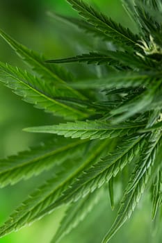 Cannabis leaf and marijuana plant. medical marijuana cannabis