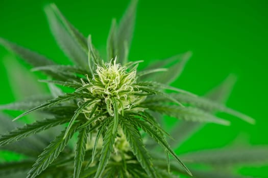 Cannabis leaves, Hemp medical plant, Marijuana