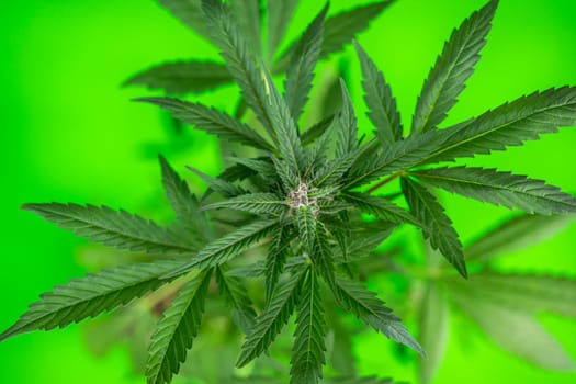 Cannabis leaf and marijuana plant. medical marijuana cannabis
