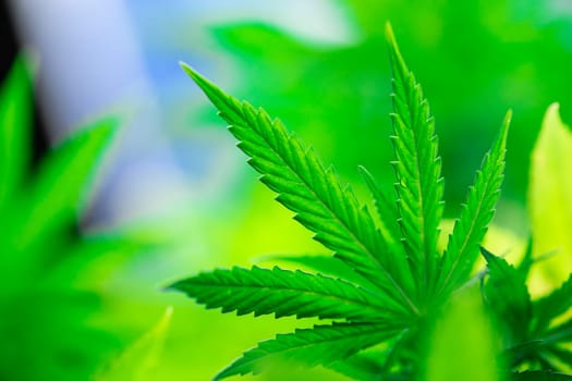Cannabis leaves, green background, close up, marijuana