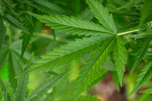 Green cannabis flowers, Weed medicine leaf, Marijuana