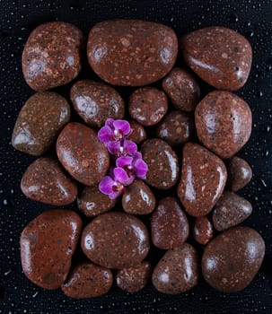 Stones with orchid flower. spa concept