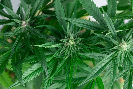 Green cannabis flowers, Weed medicine leaf, Marijuana