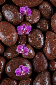 Stones in a purple and pink orchid flower