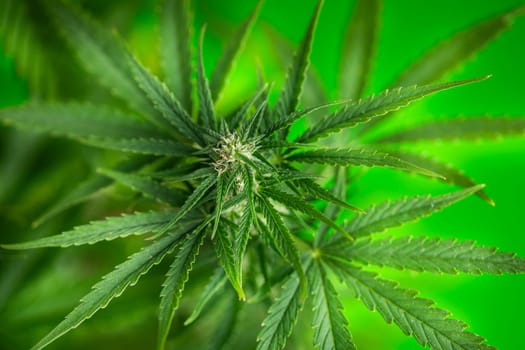 Cannabis leaf and marijuana plant. medical marijuana cannabis