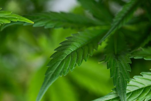 Marijuana, cannabis plant. cannabis plant