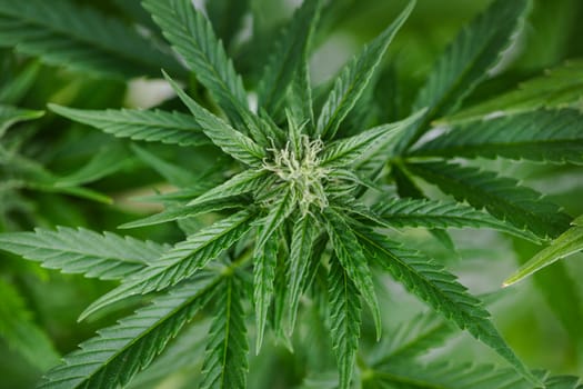 Cannabis leaf and marijuana plant. medical marijuana cannabis