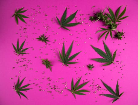 Flat lay composition, cbd, Cannabis leaves with marijuana