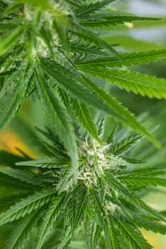 Cannabis leaf and marijuana plant. medical marijuana cannabis