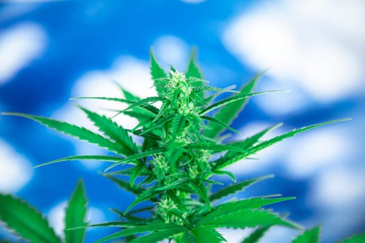 Marijuana, cannabis plant. cannabis plant