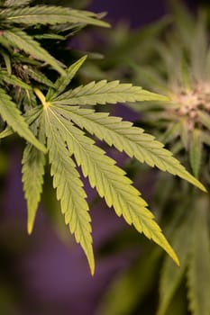 Green cannabis flowers, Weed medicine leaf, Marijuana