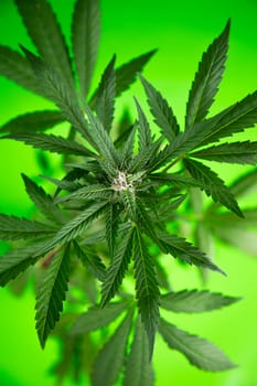 Cannabis leaves, green background, close up, marijuana