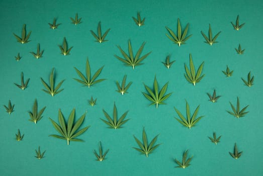 Cannabis leaves with marijuana, cbd, Flat lay composition