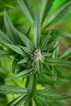 Close up view of green marijuana plant