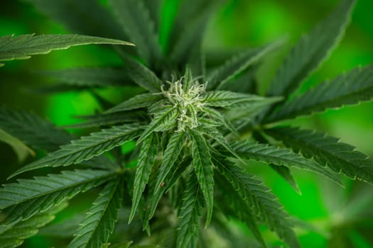 Marijuana, cannabis plant. cannabis plant