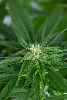 Cannabis leaf and marijuana plant. medical marijuana cannabis
