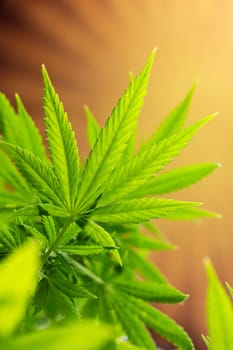 Cannabis leaf and marijuana plant. medical marijuana cannabis