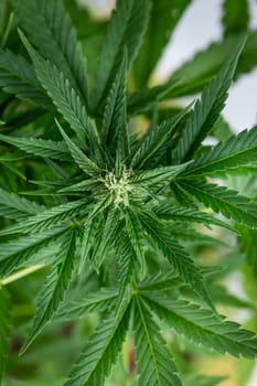 Close up view of green marijuana plant