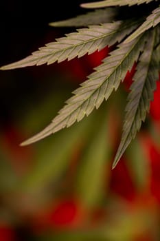 Green cannabis flowers, Weed medicine leaf, Marijuana