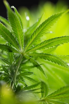 Green cannabis flowers, Weed medicine leaf, Marijuana