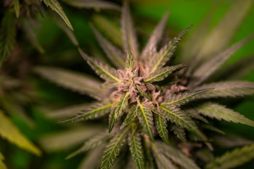 Green cannabis flowers, Weed medicine leaf, Marijuana