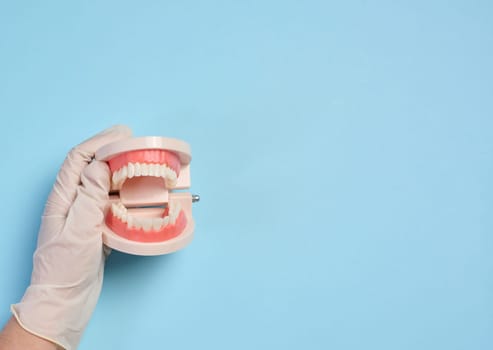 A woman's hand holds an artificial jaw with white teeth on a blue background, oral hygiene. Top view