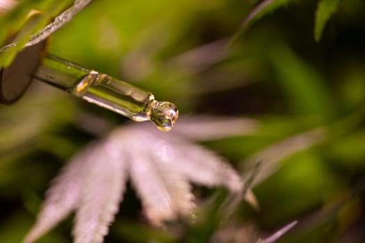Set of essential oil cbd in a glass bottle, with a pipette, marijuana concept