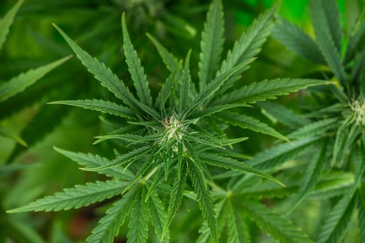 Cannabis leaf and marijuana plant. medical marijuana cannabis