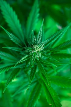 Cannabis leaves, Hemp medical plant, Marijuana