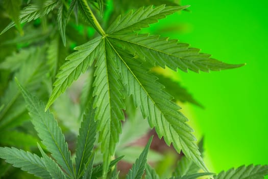 Close up view of green marijuana plant