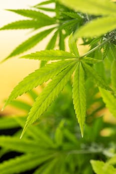 Cannabis leaves, green background, close up, marijuana