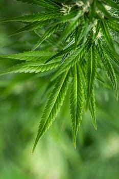 Close up view of green marijuana plant