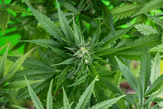 Cannabis leaves, Hemp medical plant, Marijuana