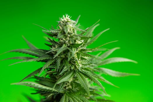 Close up view of green marijuana plant